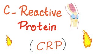 CReactive Protein CRP  Inflammation  Acute phase reactant [upl. by Ahsiuqram]