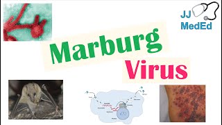 Marburg Virus Origins Transmission Pathophysiology Symptoms [upl. by Egap]