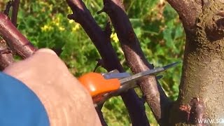 Pruning  Plum Trees [upl. by Leahcimluap531]