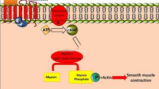 Salbutamol Ventolin Mechanism of Action [upl. by Helena738]