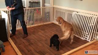 PVC Puppy Pen  Fully Customizable  DIY [upl. by Heshum554]