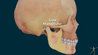 Anatomia ATM 3D Menisco articular [upl. by Assennav]