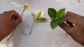 Propagation ficus plant  how to grow ficus from cutting [upl. by Einhpad934]