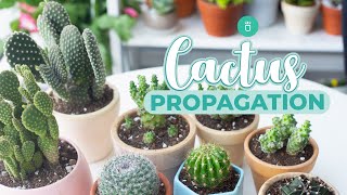 HOW TO PROPAGATE CACTUS EASY amp FAST [upl. by Atsyrhc]