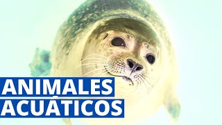 Animales acuáticos características y ejemplos🐬 [upl. by Ripleigh]