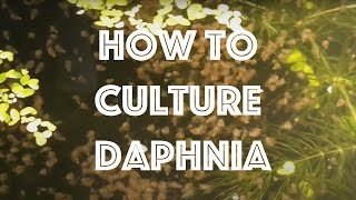 How To Culture Daphnia Magna [upl. by Edrick]