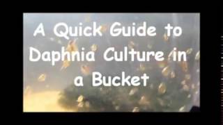 How to culture daphnia outside [upl. by Ancel]