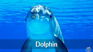 Marine animals pronunciation for children with pictures [upl. by Eceirahs773]