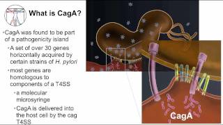 Natural H Pylori Treatment Say Goodbye to Antibiotics [upl. by Ayek564]