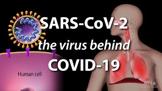 Understanding the Virus that Causes COVID19 Animation [upl. by Gemini]