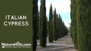 Italian Cypress  Naturehillscom [upl. by Jeane]