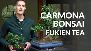 Carmona Bonsai care Fukien tea [upl. by Bazil]