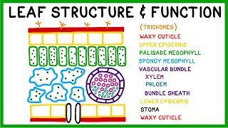 Leaf Structure and Function [upl. by Cassidy]