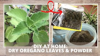 DRYING OREGANO LEAVES amp MAKING OREGANO POWDER AT HOME [upl. by Potter]