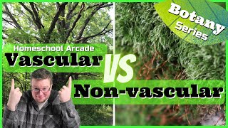 Vascular vs Nonvascular Plants  7 Main Differences [upl. by Melisenda347]