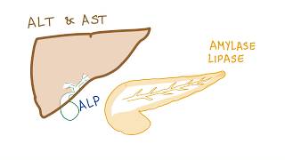 Liver and pancreatic enzymes explained  AST ALT GGT ALP Amylase amp Lipase [upl. by Arrol885]