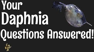 Daphnia Questions Answered [upl. by Eromle]