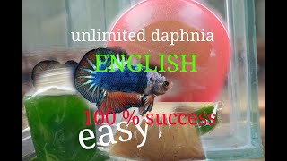 daphnia moina culture Easy way Unlimited production English  with sub Green water Chlorella [upl. by Suiravad]