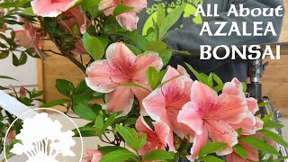 Azalea Bonsai ft Korin  Greenwood Bonsai [upl. by Lanza]