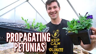 Easily Propagate Petunia Cuttings [upl. by Yci]