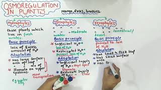 Osmoregulation in plants  mesophytes xerophytes And hydrophytes  Class 12 Biology [upl. by Okun]