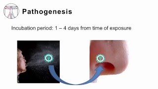 Influenza Pathogenesis and Clinical Manifestations [upl. by Orabel69]