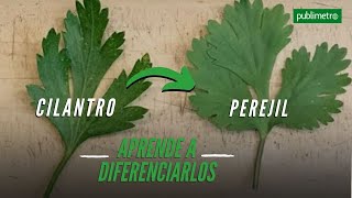 ¿Cómo diferenciar el CILANTRO del PEREJIL [upl. by Jos]