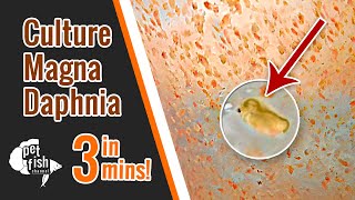 How to culture DAPHNIA MAGNA  The easy way [upl. by Ahsenod776]