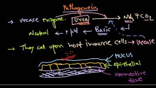 What Are Treatment Options For Resistant H Pylori [upl. by Roosevelt692]