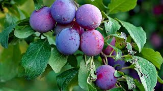 How To Grow Care and Harvesting Plum Trees in Backyard  growing fruits [upl. by Icnan]