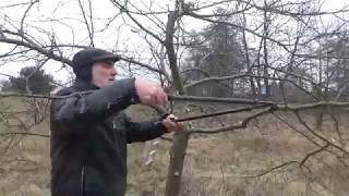 Jak przyciąć Jabłoń How to prune an apple tree [upl. by Weixel]