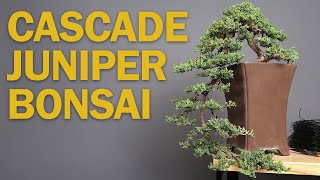 Cascade Bonsai  Juniper Refinement amp Creating Depth [upl. by Mahsih]