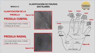 DACTILOSCOPIA MODULO 2 de 5 [upl. by Alyahc568]