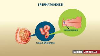 testicoli e spermatozoi [upl. by Maribeth]