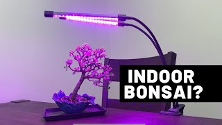 3 Species For Growing Bonsai Trees Indoors  The Bonsai Supply [upl. by Maher]