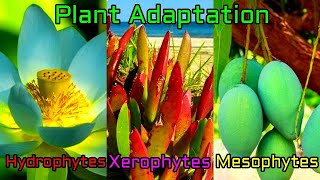 Plant Adaptation Types  Hydrophytic mesophytic  Xerophytic adaptation and their features [upl. by Leerzej730]