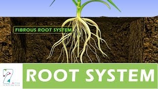 ROOT SYSTEM [upl. by Maribelle]