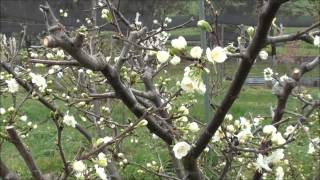 How to prune Plum trees [upl. by Romilly]