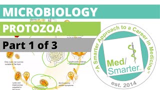 Protozoa  Microbiology  USMLE STEP 1  Part 1 of 3 [upl. by Furlong]