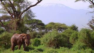 Vanishing Heritage Protecting the Elephants of Amboseli [upl. by Ahsilem]