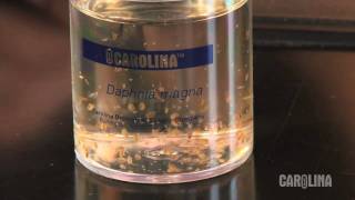 How to Care for Daphnia [upl. by Anilat504]