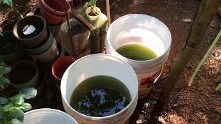 How to grow Green Water Algae [upl. by Bekelja]