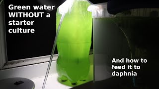 Green Water WITHOUT a Starter Culture  From Scratch  How To [upl. by Peskoff]