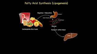 Fatty Acid Synthesis Lipogenesis [upl. by Lordan]