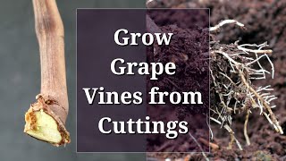 Grow Grape Vines from Cuttings Hardwood Propagation [upl. by Benkley]