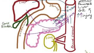 Amylase amp Lipase [upl. by Charo]