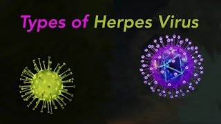 Types of Herpes [upl. by Darrin860]