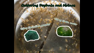 How To Culture Daphnia and Moinas using Green Water Spirulina powder [upl. by Abey]