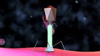 Bacteriophage T4 Virus  3D Animation [upl. by Aissatan]