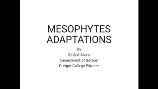 MESOPHYTES ADAPTATIONS [upl. by Eilsel]